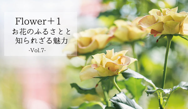Flower＋1＜お花のふるさとと知られざる魅力＞