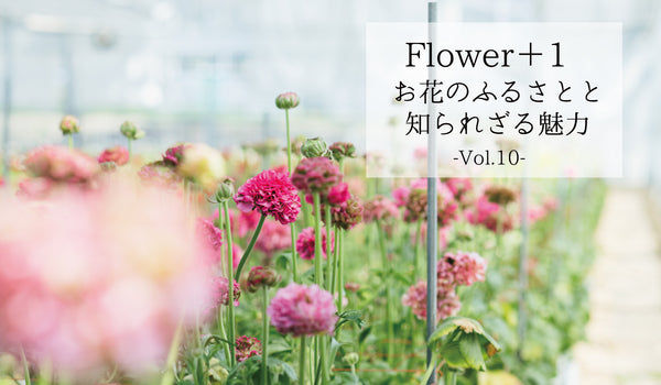 FLOWER＋1＜お花のふるさとと知られざる魅力＞