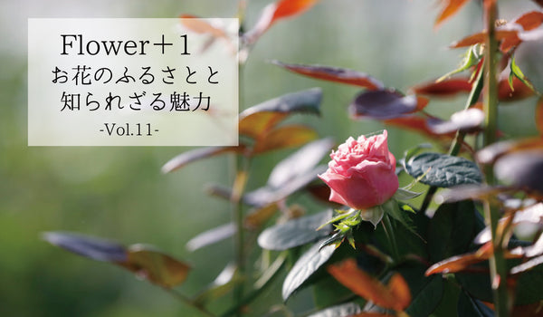 FLOWER＋1＜お花のふるさとと知られざる魅力＞