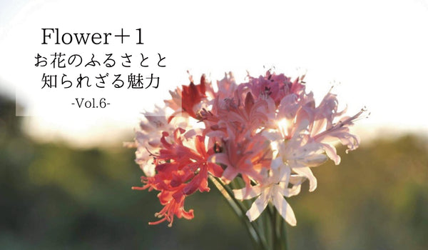 Flower＋1＜お花のふるさとと知られざる魅力＞